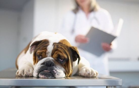 Собаки всё чаще страдают от передозировки витамином D: как предотвратить гибель питомца?