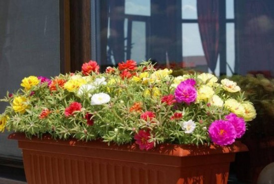 Какие растения выбрать для цветника в квартире и на балконе