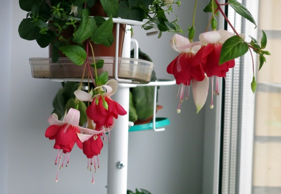Какие растения выбрать для цветника в квартире и на балконе