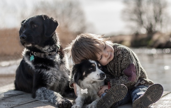 Собаки – носители новых и особо опасных вирусов: как защитить детей?