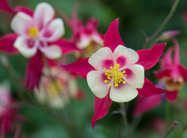 Многолетние цветы для ленивого дачника. Обзор пяти видов самых неприхотливых многолетних цветов.