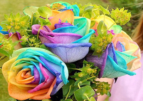 Радужные розы - самые необычные живые розы в мире. Как выращивают розы, сочетающие все цвета радуги?