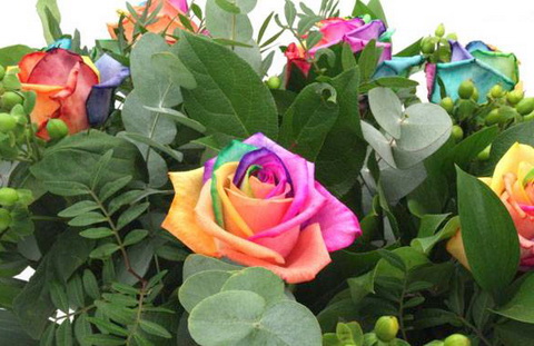 Радужные розы - самые необычные живые розы в мире. Как выращивают розы, сочетающие все цвета радуги?