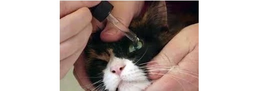 Конъюнктивит у кошек, котов и котят: обратиться к ветеринару или лечить дома? thumbnail