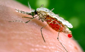 Малярия - причины, симптомы, диагностика, лечение