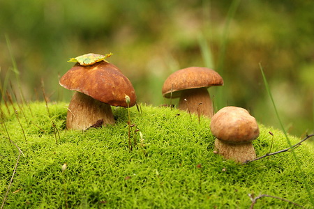 К чему снятся грибы: толкуем по соннику Ванги, Фрейда, Миллера, Нострадамуса, Хассе, по Экзотерическому соннику