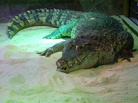 К чему снится крокодил, много крокодилов? Основные толкования разных сонников - к чему снится крокодил