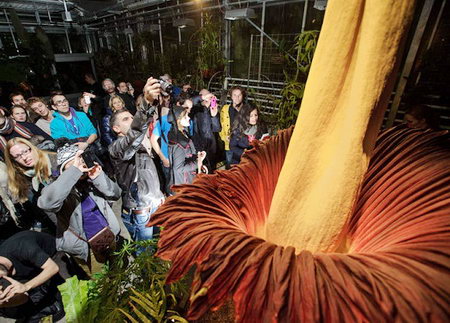 В Швейцарии распустился Титан Арум - самый большой в мире цветок