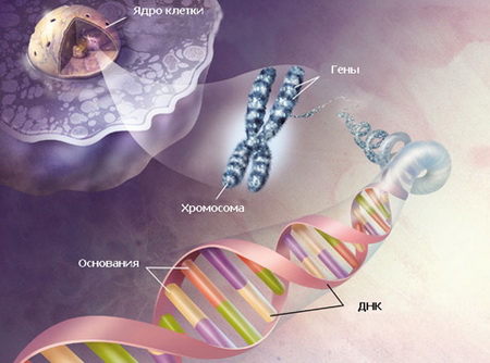 Ученые выяснили, как гены вызывают болезни