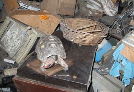 Забытая в чулане черепаха 30 лет прожила без еды