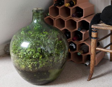 Пенсионер вырастил сад в бутылке