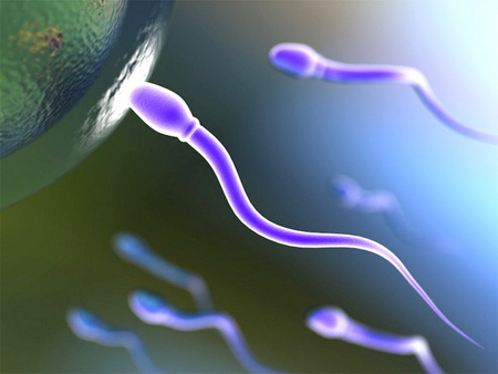 Качество спермы мужчин зависит от времени года