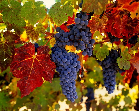 Виноград укрепляет сердце и нормализует обмен веществ