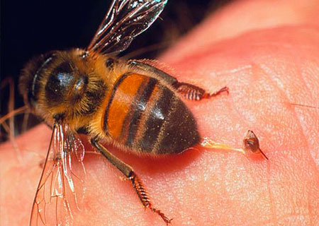 Пчелы способны диагностировать некторые виды рака