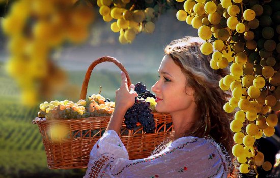Выращивание винограда: посадка, уход, борьба с вредителями. Советы опытных садоводов по выращиванию винограда