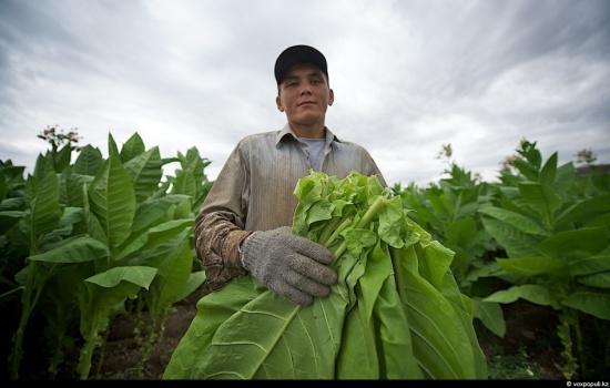 Выращивание табака: посадка, уход, борьба с вредителями. Какой сорт подойдет для выращивания табака в домашних условиях?
