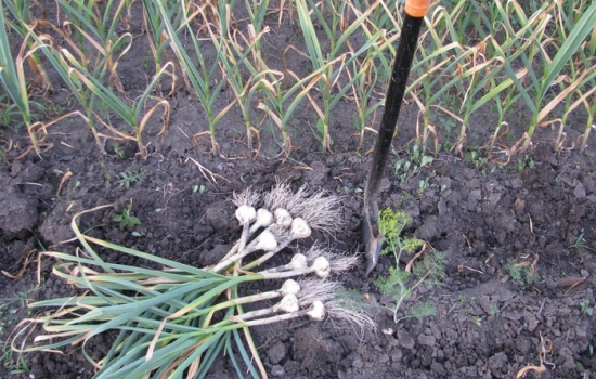 Выращивание чеснока: необходимые условия и тонкости агротехники. Как вырастить чеснок крупный, ядрёный, чтобы долго хранился