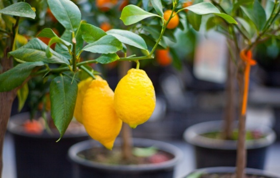 Выращивание лимона в домашних условиях: не бойтесь сложностей! Как ускорить плодоношение при выращивании лимона?