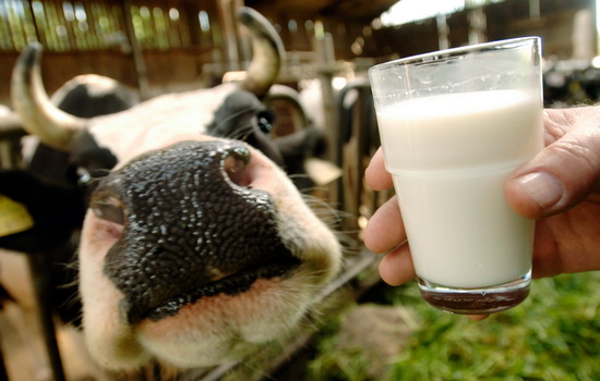 Коровье молоко: вред и польза для организма. Кому и в каких количествах полезно коровье молоко, вредно ли оно для ребёнка?