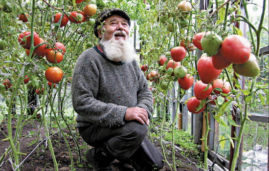Выращивание и уход за томатами: красными прекрасными! Выбор сорта, выращивание рассады томатов и правильный уход