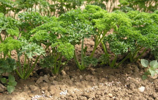 Выращивание петрушки - несложно. Условия для выращивания корня и зелени петрушки, уход, подкормки и основные вредители и болезни