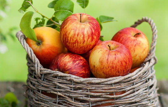 Яблоки: польза и вред, калорийность. Печеные яблоки и сушеные яблоки: полезные свойства, показания и противопоказания