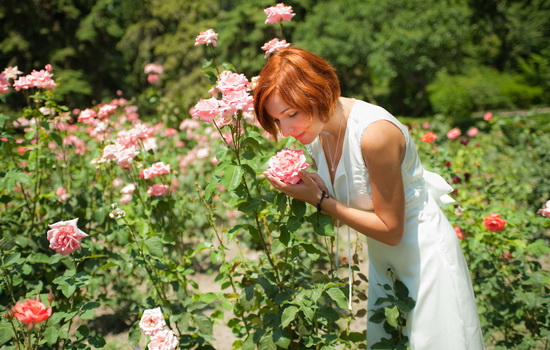 Выращивание роз: способы посадки, уход за розой. Особенности выращивания роз в домашних условиях, в теплицах, на участке