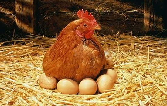 Правда и миф о пользе и вреде куриных яиц для здоровья. Удивительные факты о куриных яйцах и их полезных свойствах?
