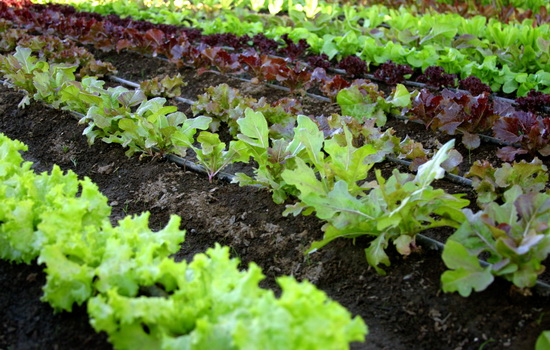 Выращивание салата на участке. Способы выращивания сочной зелени салата, получение хороших урожаев, подкормки и уход