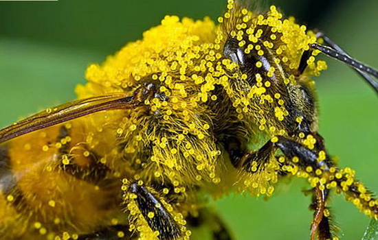 Пчелиная пыльца: как её применяют, в чём её польза и вред. Состав и полезные свойства пчелиной пыльцы для человеческого организма