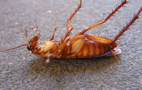 Как избавиться от тараканов в квартире навсегда. Механические, химические средства и прочие избавления от тараканов навсегда
