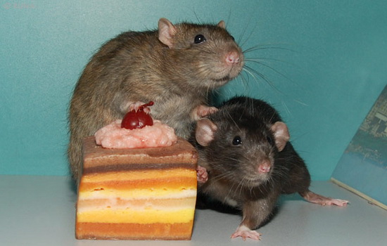 Как избавиться от крыс: профилактические меры. Механические, химических и народные средства от крыс