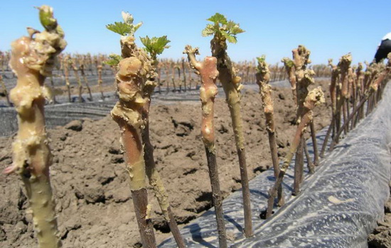 Выращивание винограда из черенков – это интересно! Укоренение черенка винограда, посадка саженца и уход (фото)