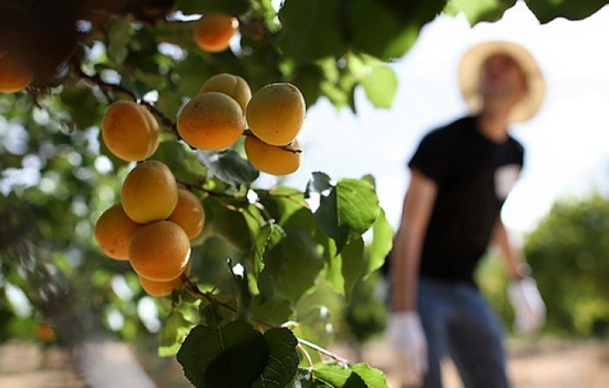 Абрикос: посадка и уход — простые правила. Особенности выращивания абрикоса: выбор саженца, правильная посадка и уход, фото
