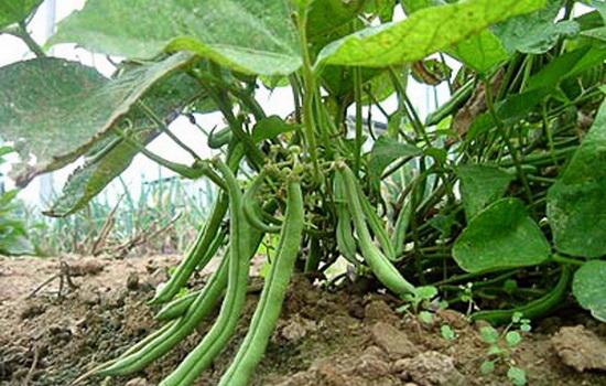 Фасоль спаржевая: посадка, выращивание и уход. 7 причин, чтобы выращивать спаржевую фасоль на участке