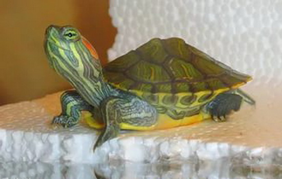 Красноухая черепаха: как ухаживать в домашних условиях. Как правильно обращаться, кормить и ухаживать за красноухой черепахой в домашних условиях