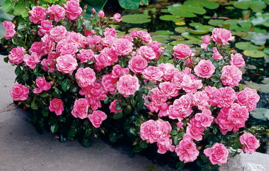 Роза Флорибунда - сорта, многообразие и красота этих роскошных цветов. Посадка розы Флорибунда, уход, особенности выращивания этого растения