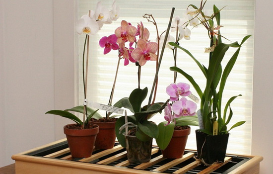 Советы и рекомендации по правильному уходу за орхидеями дома. Все о правильном уходе за орхидеями: выращивание, пересадка, полив