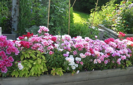 Годеция – посадка и особенности выращивания этого садового цветка. Как осуществлять за Годецией уход и оберегать цветок от вредителей