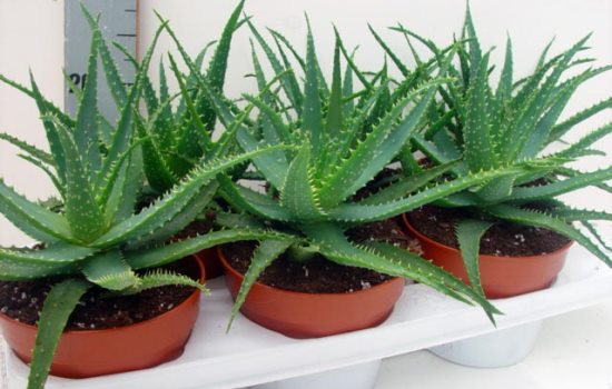 Как ухаживать за алоэ в домашних условиях: секреты выращивания лекарственного кактуса. Секреты пересадки и размножения алое дома