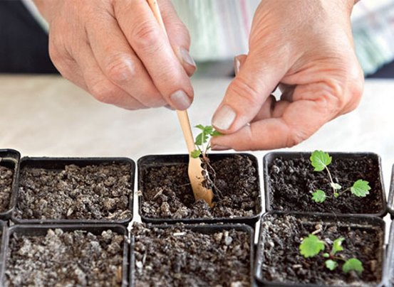 Выращиваем клубнику из семян: как подготовить почву, какие сорта выбрать. Проблемы при выращивании клубники из семян