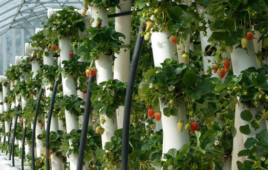 Клубника в вертикальных трубах – экономия грядок. Процесс и особенности выращивания клубники в вертикальных пластиковых трубах
