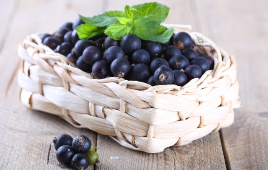 Черная смородина - польза и вред ароматной ягоды. Полезные свойства, лечебные свойства, витамины смородины, противопоказания