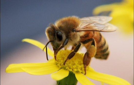 Укусила пчела: что нужно делать, обязательно ли обращаться к врачу? Что делать, если укусила пчела: первая помощь