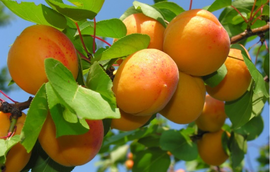 К чему снятся абрикосы: внешний вид фруктов, действия с ними. К чему снятся абрикосы согласно разным сонникам