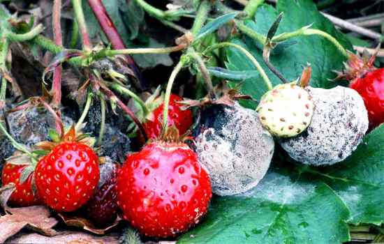 Серая гниль уничтожает урожай клубники. Как спасти ягоды: методы борьбы с гнилью, устранение причин