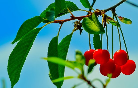 Как использовать пользу листьев вишни, должна знать каждая хозяйка. Полезные свойства листа вишни для здоровья и красоты
