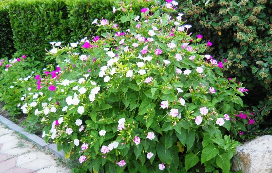 Мирабилис – выращиваем ночную красавицу сада. Добиваемся полного цветения мираблиса: секреты посадки, выращивание и уход