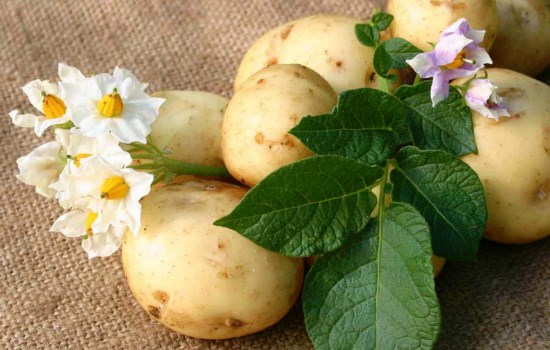 Картофель: полезные свойства крахмалистого овоща. Какими свойствами обладает картофель, какой вред несёт
