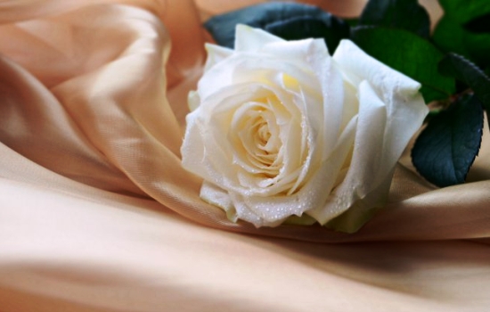 К чему снятся белые розы: о чем нам говорят сонники Миллера, Ванги, Фрейда и прочие. Толкование снов о белых розах